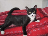 МИШЕЛЬ - черно-белый котенок 5 мес. - Изображение #1, Объявление #736713