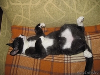 МИШЕЛЬ - черно-белый котенок 5 мес. - Изображение #3, Объявление #736713