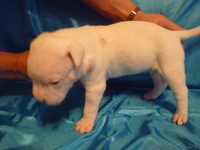 Американский бульдог-щенки - Изображение #3, Объявление #733438
