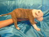 Американский бульдог-щенки - Изображение #5, Объявление #733438