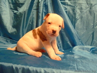 Американский бульдог-щенки - Изображение #1, Объявление #733438