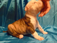 Американский бульдог-щенки - Изображение #6, Объявление #733438