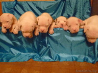 Американский бульдог-щенки - Изображение #9, Объявление #733438