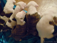 Американский бульдог-щенки - Изображение #10, Объявление #733438