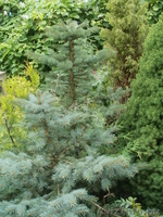 Туи, можжевельник, форзиция, тис, самшиты, ели. - Изображение #2, Объявление #729715