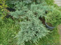 Туи, можжевельник, форзиция, тис, самшиты, ели. - Изображение #3, Объявление #729715