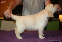 Щенки золотистого ретривера. Родители чемпионы! - Изображение #6, Объявление #736093