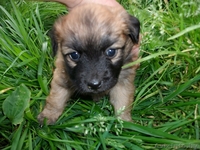 малышки ищут новый дом - Изображение #4, Объявление #743494