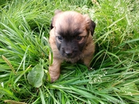 малышки ищут новый дом - Изображение #3, Объявление #743494