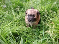 малышки ищут новый дом - Изображение #2, Объявление #743494