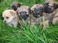 малышки ищут новый дом - Изображение #1, Объявление #743494