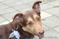 Тагил в добрые руки ! - Изображение #2, Объявление #664722