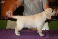 Щенки золотистого ретривера. Родители чемпионы! - Изображение #7, Объявление #736093