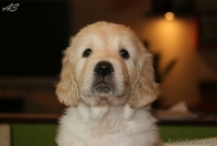 Щенки золотистого ретривера. Родители чемпионы! - Изображение #1, Объявление #736093