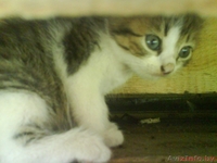 в добрые руки самые милые котики - Изображение #1, Объявление #744803