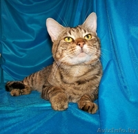 Комнатный мини-тигр в добрые руки!  - Изображение #1, Объявление #758449