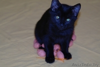 Грациозная котёнок-девочка Багира в дар - Изображение #1, Объявление #761271