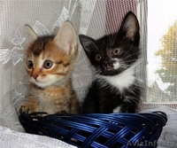 Минск!!! Замечательные котята в дар!  - Изображение #2, Объявление #763797