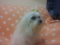 Продам породистых клубных щенков мальтезе (мальтийская болонка) - Изображение #1, Объявление #760468