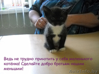 Подарите жизнь малышам - Изображение #2, Объявление #751252