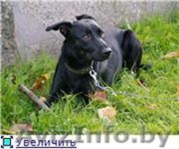 РУТ- полугодовалая обаятельная воспитанная девочка - Изображение #2, Объявление #744470