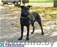 РУТ- полугодовалая обаятельная воспитанная девочка - Изображение #3, Объявление #744470