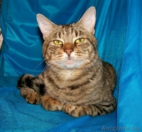 Комнатный мини-тигр в добрые руки!  - Изображение #2, Объявление #758449