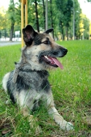 Молодая собака Жужа ищет новую семью - Изображение #4, Объявление #762719