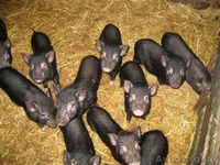 Продажа вьетнамских поросят - Изображение #1, Объявление #758518