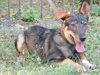 	 Молоденькая Линда в дар. Привита, стерилизована - Изображение #2, Объявление #762697