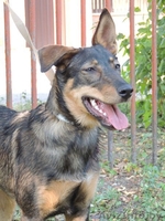 	 Молоденькая Линда в дар. Привита, стерилизована - Изображение #5, Объявление #762697