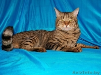 Комнатный мини-тигр в добрые руки!  - Изображение #3, Объявление #758449