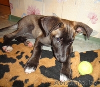 Мисси - невероятной красоты щеночек ищет самого замечательного хозяина - Изображение #4, Объявление #721230