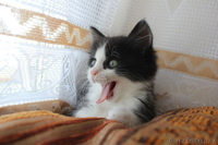 Очаровательные пушистики - в дар! - Изображение #3, Объявление #755699