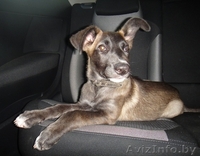 Мисси - невероятной красоты щеночек ищет самого замечательного хозяина - Изображение #1, Объявление #721230