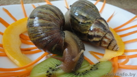 Улитки Ахатины Фулика - Изображение #2, Объявление #751695