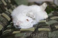 Ангорский белый котик Невероятной Красоты ищет Хозяина - Изображение #2, Объявление #757331