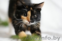 Счастье - в дар! - Изображение #2, Объявление #755124