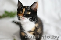 Счастье - в дар! - Изображение #3, Объявление #755124