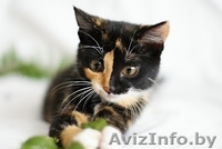 Счастье - в дар! - Изображение #1, Объявление #755124