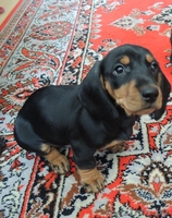 продаются щенки таксы карликовой гладкошерстной - Изображение #1, Объявление #752090