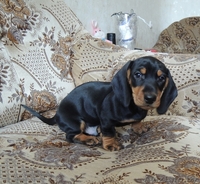 продаются щенки таксы карликовой гладкошерстной - Изображение #2, Объявление #752090