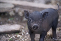 Продажа вьетнамских поросят - Изображение #2, Объявление #758518