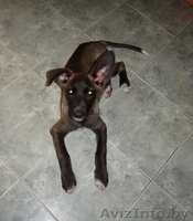 Мисси - невероятной красоты щеночек ищет самого замечательного хозяина - Изображение #2, Объявление #721230