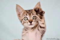 Маленькая котенка - в добрые ручки! - Изображение #1, Объявление #762287