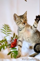 Маленькая котенка - в добрые ручки! - Изображение #3, Объявление #762287