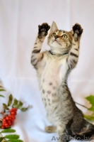 Маленькая котенка - в добрые ручки! - Изображение #2, Объявление #762287