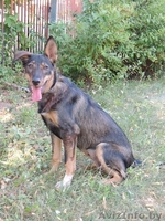 	 Молоденькая Линда в дар. Привита, стерилизована - Изображение #6, Объявление #762697