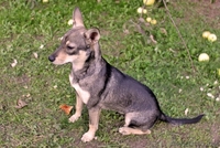 Мурзи ищет новый дом - Изображение #1, Объявление #744439