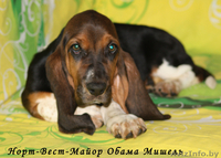 Щенки бассет-хаунда из питомника - Изображение #1, Объявление #761618
